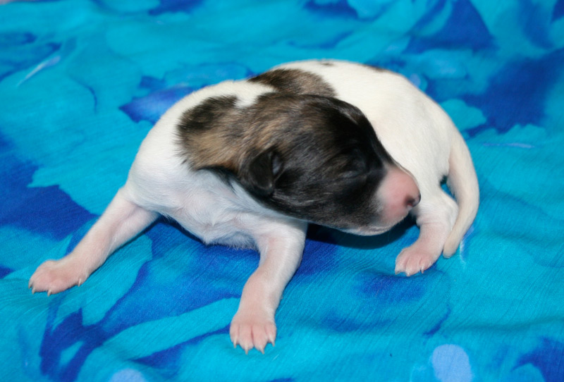 Surf Spots - Boy 2 Front 2